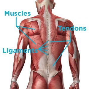 Difference between your muscles, ligaments, & tendons in your back